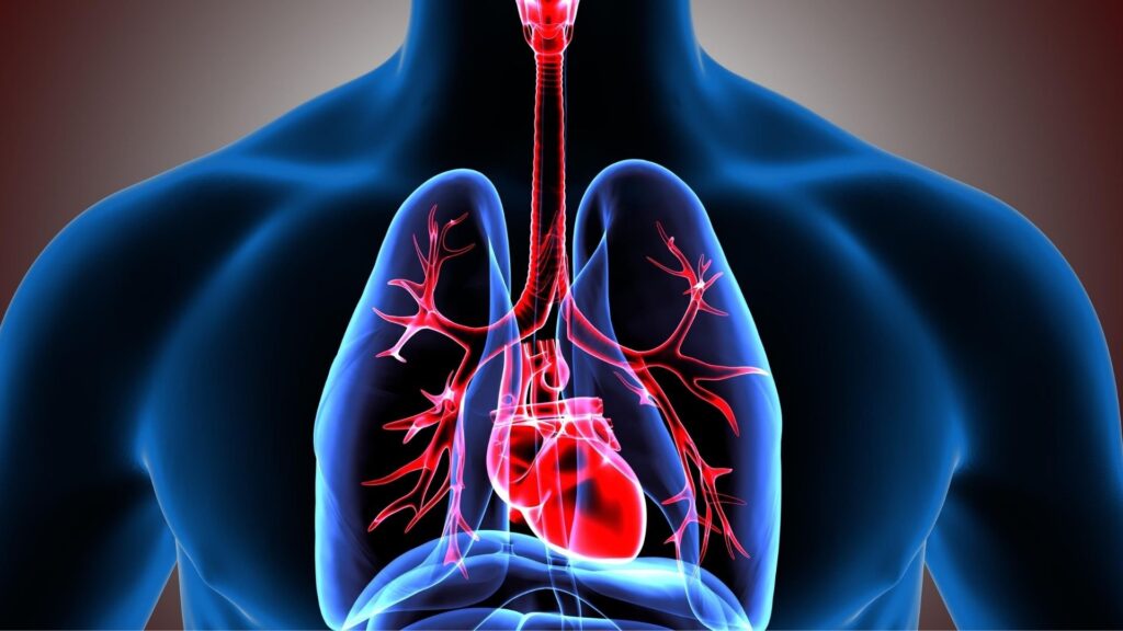 lungs
