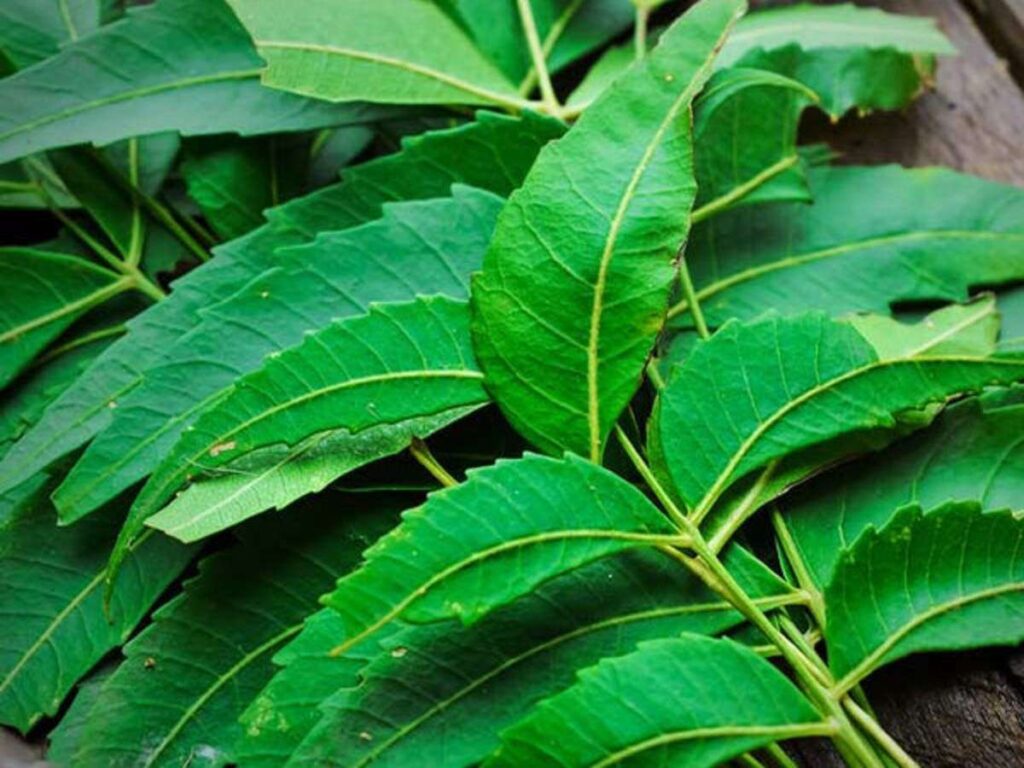 neem leaves