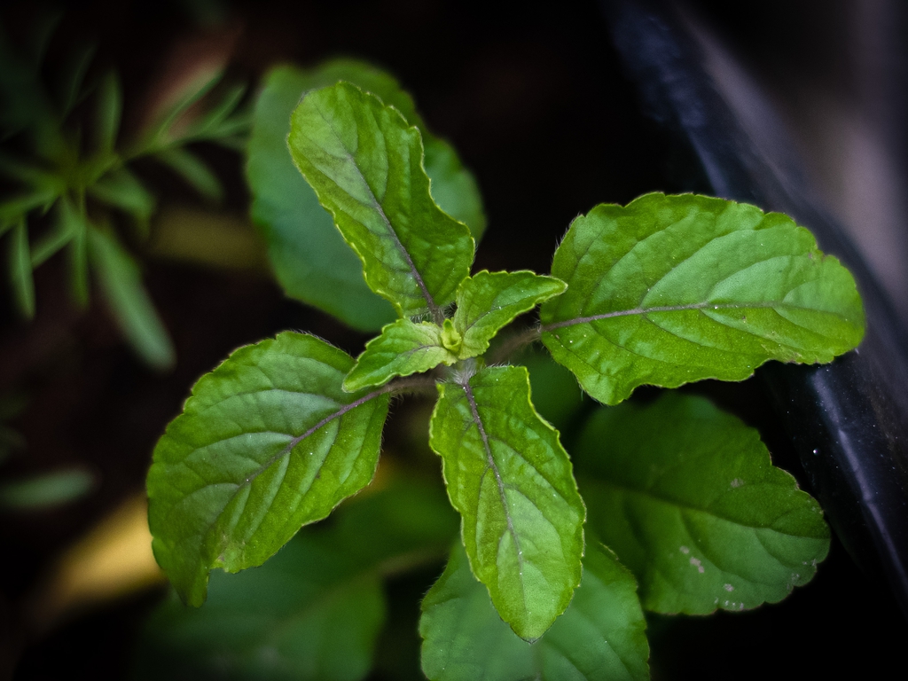 tulsi leaves