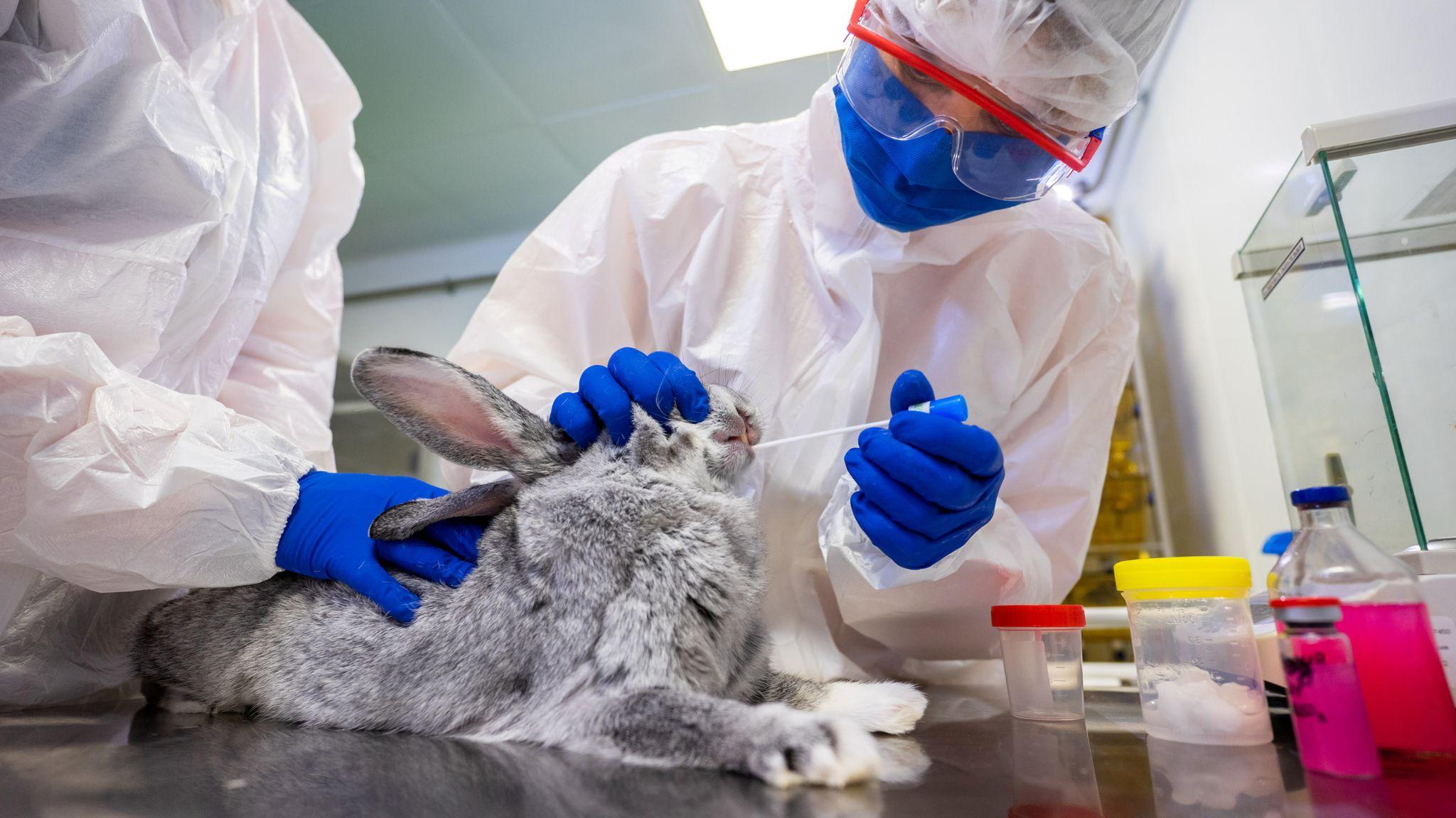 Vaccination for Animals