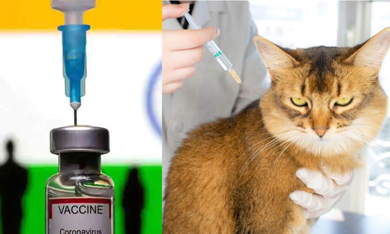 Vaccination for Animals
