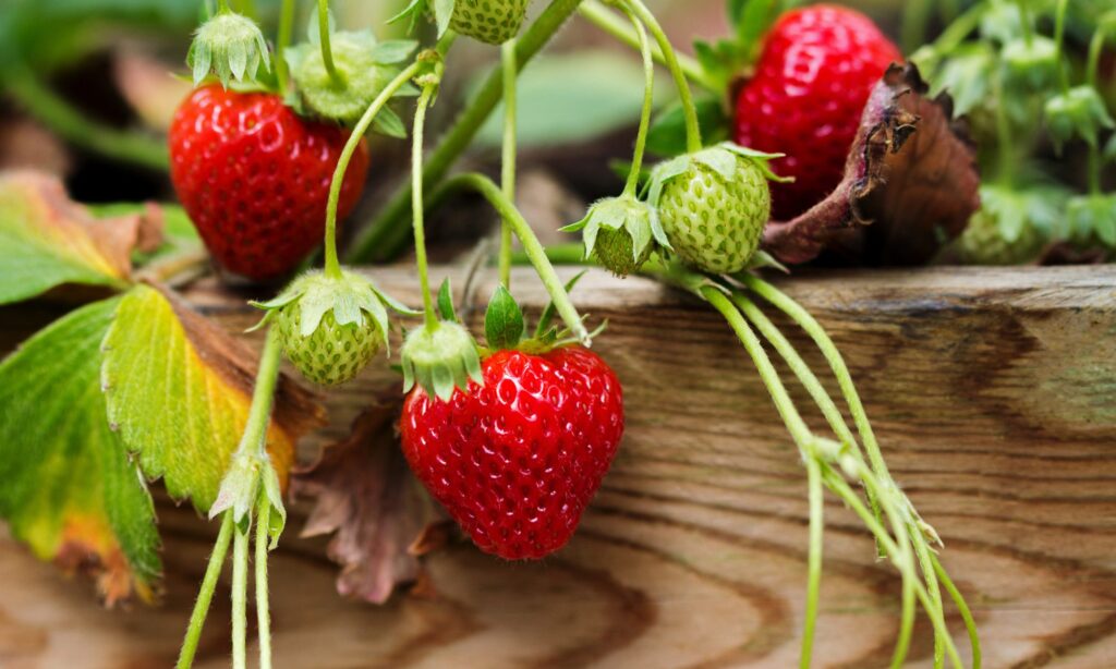 strawberry