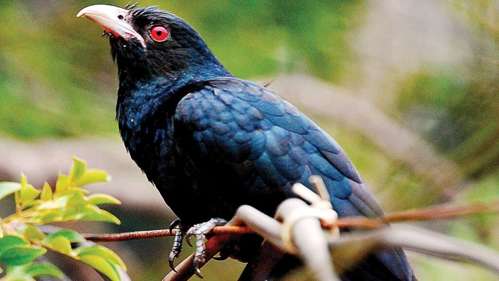 cuckoo bird