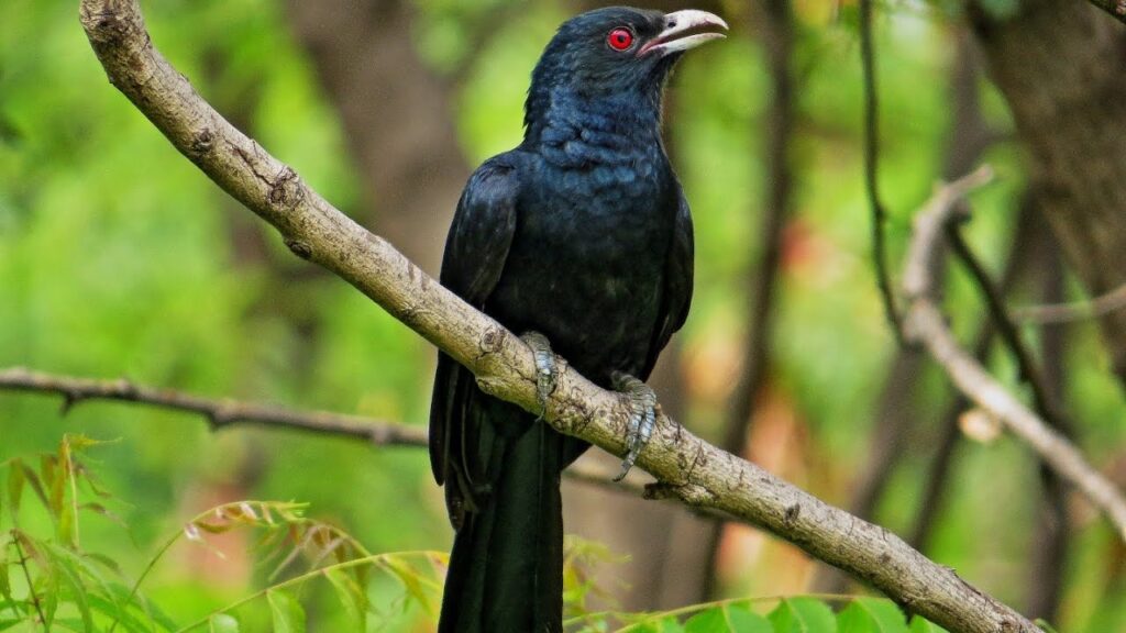 cuckoo bird 