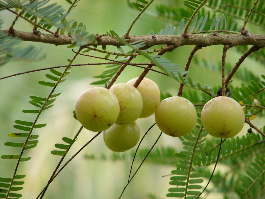 gooseberries