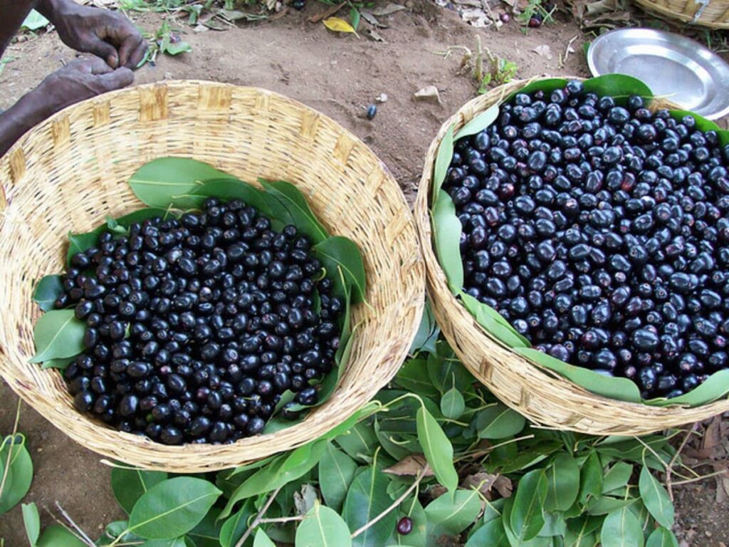 jamun fruit