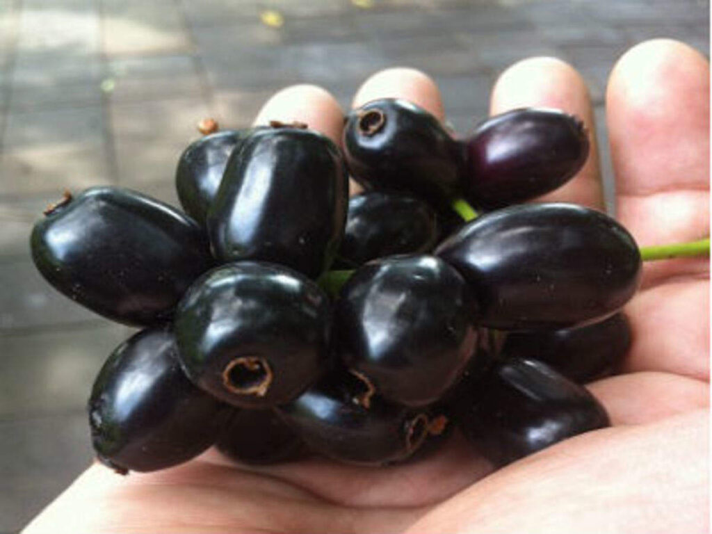 jamun fruits 