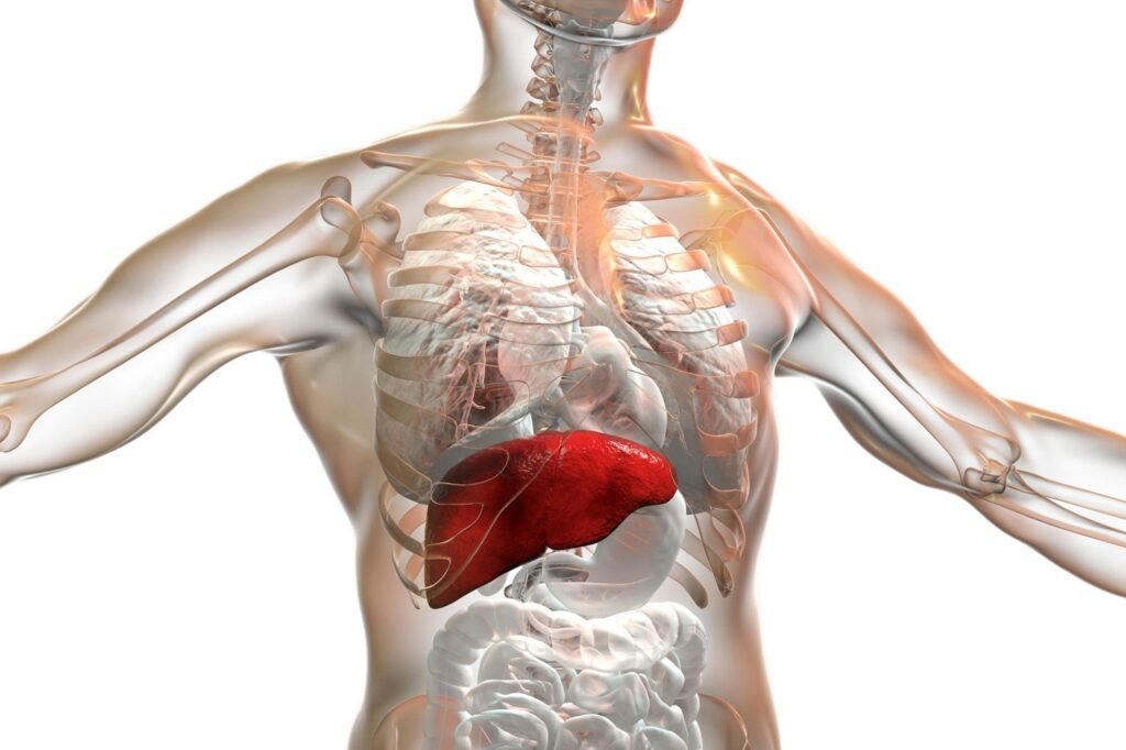 liver
