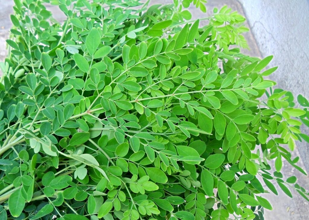 murungai keerai