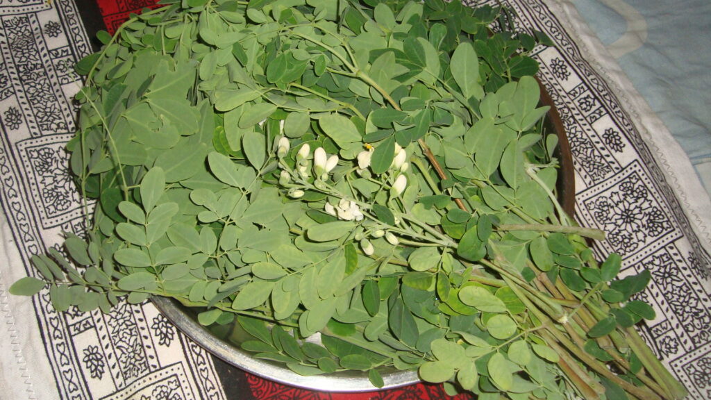 drumstick leaves