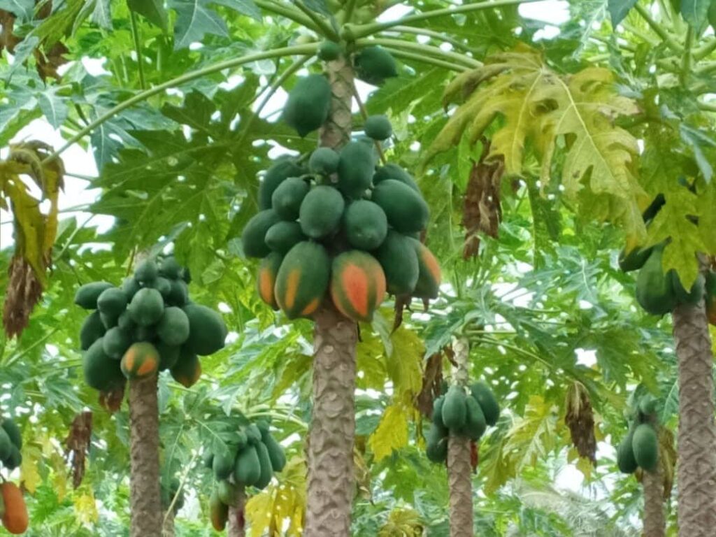 papaya tree 