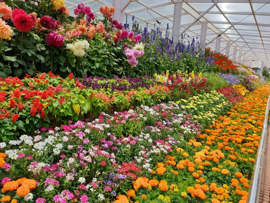 Ooty flower exhibition