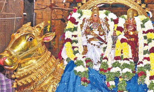 மீனாட்சி சுந்தரேசுவரர் கோவிலில் பிரதோஷ விழா !