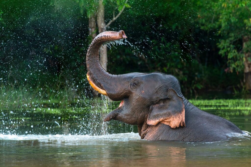 சர்வதேச யானைகள் தினம் – பிரதமர் மோடி ட்விட் !