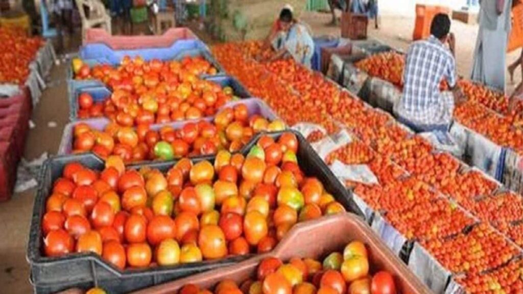 தக்காளி வரத்து அதிகரிப்பு – விலை மீண்டும் குறைவு!