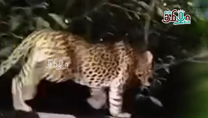 திருப்பதி மலைப்பாதையில் சிறுத்தைகள் நடமாட்டம்